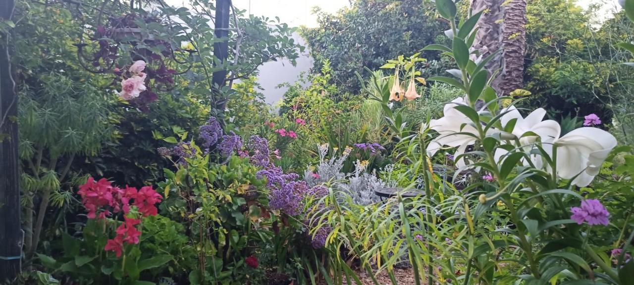 Casa Flora Garden Studio El El Sauzal Exterior foto