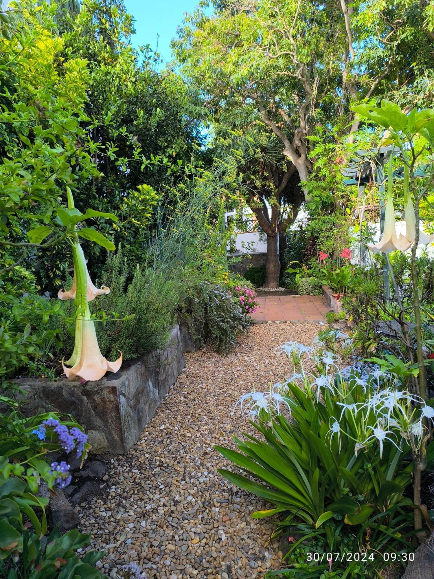Casa Flora Garden Studio El El Sauzal Exterior foto