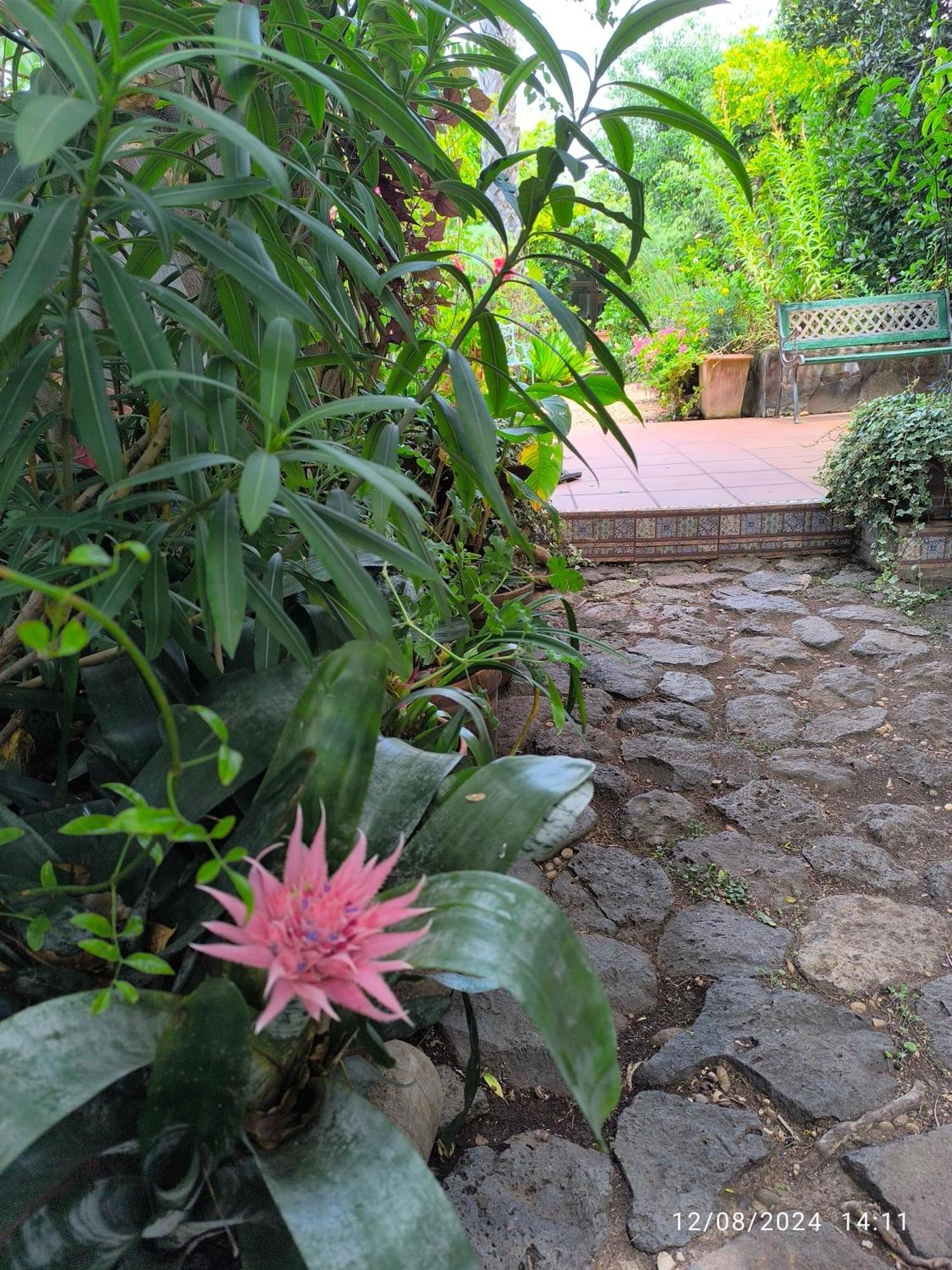 Casa Flora Garden Studio El El Sauzal Exterior foto